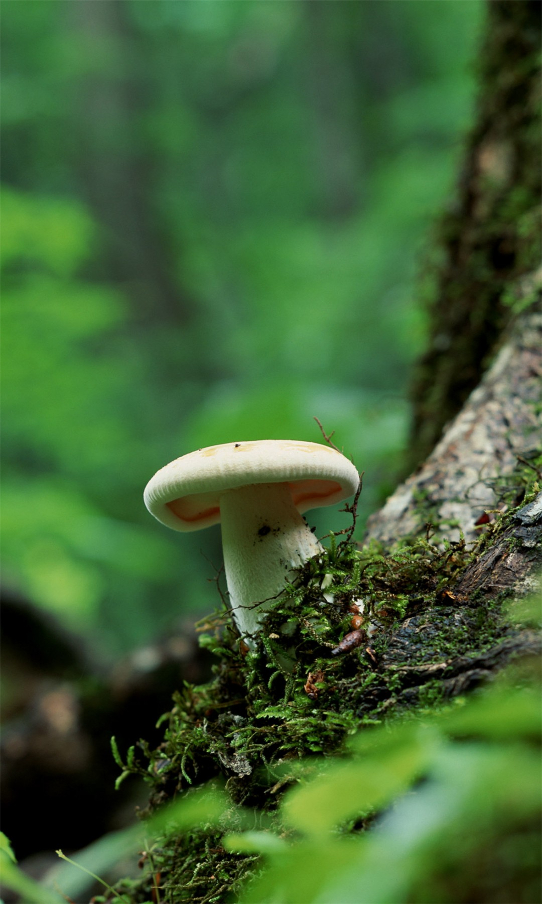 手机壁纸竖屏4k