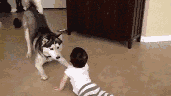 萌酷的哈士奇与婴儿,祝父亲节日快乐!